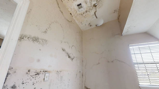 Best Basement Mold Removal  in Providence, RI